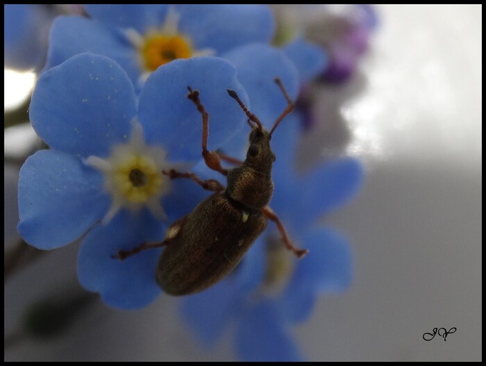 Phyllobius pyri. 