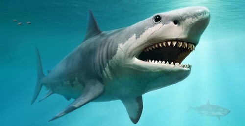 Et si les requins Mégalodon ne s’étaient jamais éteints ?