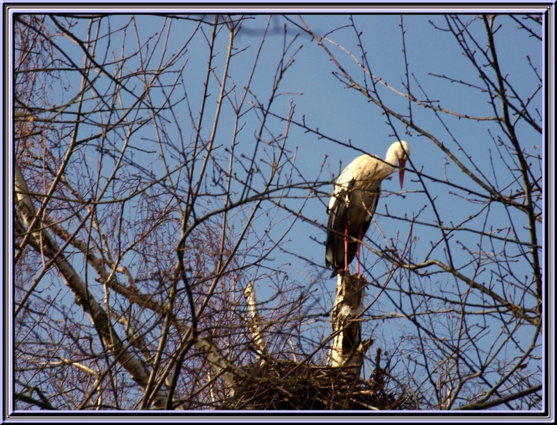 Balades dans les marais à St Just Luzac (17)