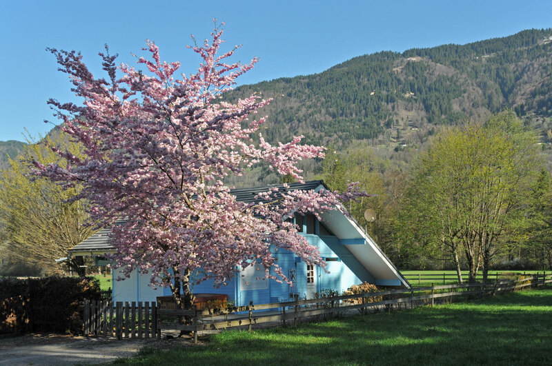 Fleurs de printemps