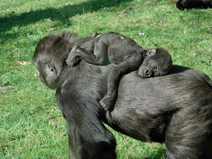 Mammifères:  Gorille