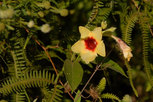 fleur de guyane