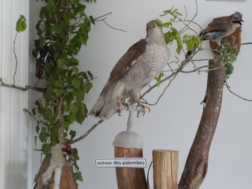 Une exposition d'animaux naturalisés à la Maison de la Forêt de Leuglay
