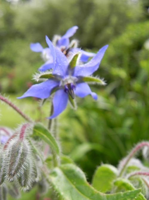 Voici  l'été 