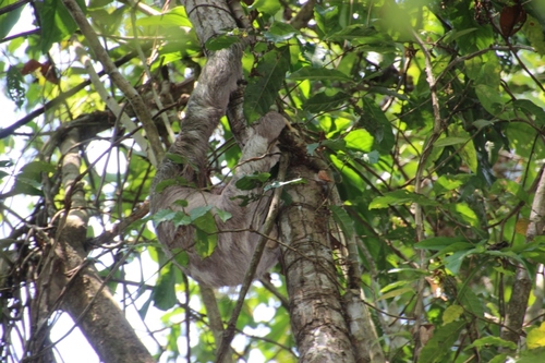 Les paresseux du Costa Rica