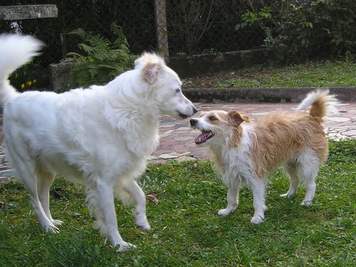 Titi et Grosminet côté chiens