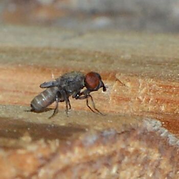 Cacoxenus indagator, diptère parasite de l'abeille solitaire Osmia rufa/cornuta