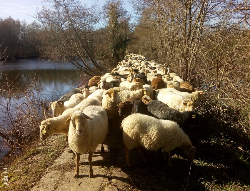 des moutons autour du Lac de Barsac