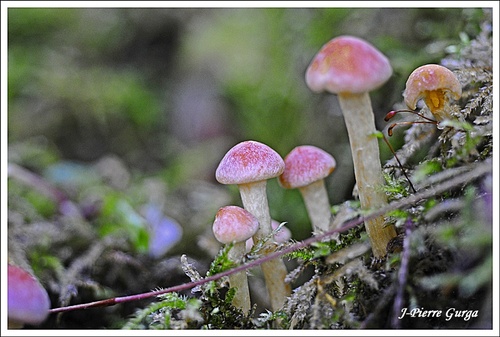 D'autres beaux champignons photographiés par Jean-Pierre Gurga en octobre 2012