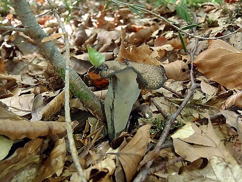 Cantharellus cornucopoides (trompettes de mort quoi ...)