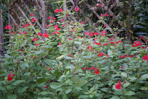 Décembre au jardin de Patou