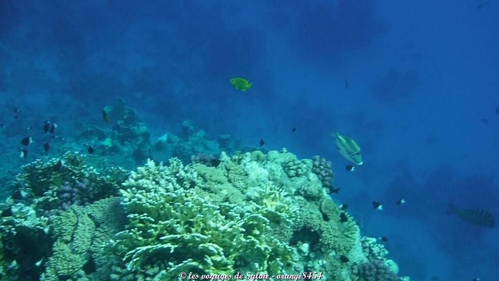 MARSA ALAM ÉGYPTE POISSONS 