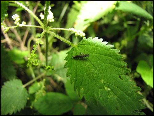 Stenus bimaculatus.