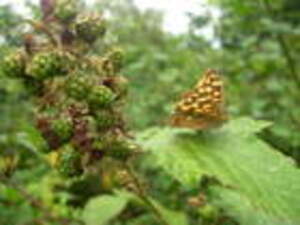 Ballade avec un papillon pendant plus de 2 heures où il n'a pas bougé...