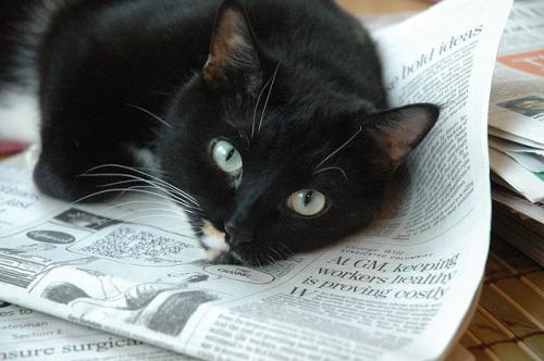 05 - Le chat et le journal