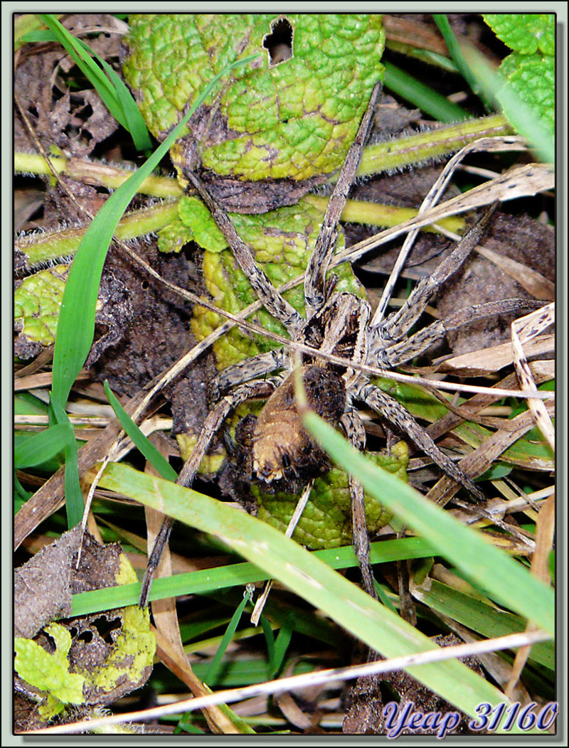 Araignée Tarentule radiée (Hogna radiata) et ses petits - Montespan - 31