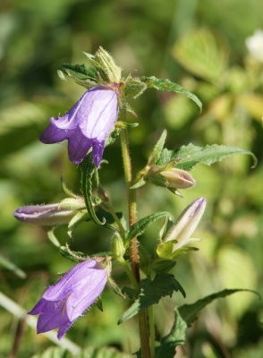 Campanule-gantelee-ourches.jpg