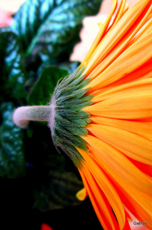 Fleurs d’intérieur à la couleur orange !