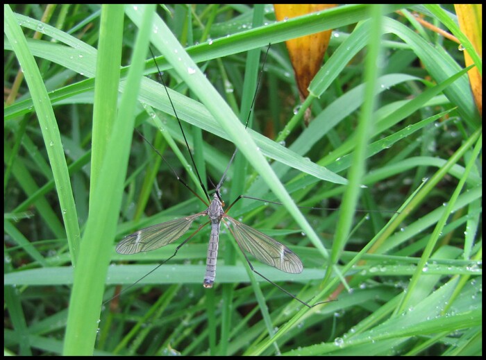  Tipula luna.