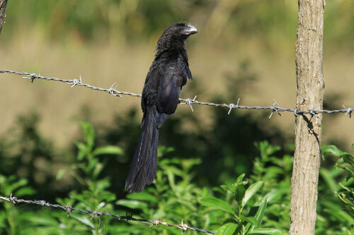 Ani à Bec Lisse (Smooth-billed Ani)