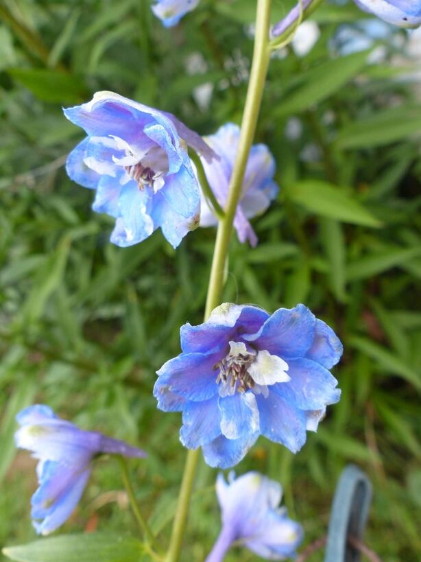 Couleurs de fin d'été au jardin