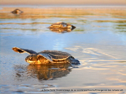 Kourou / Emergence des tortues luth/ 