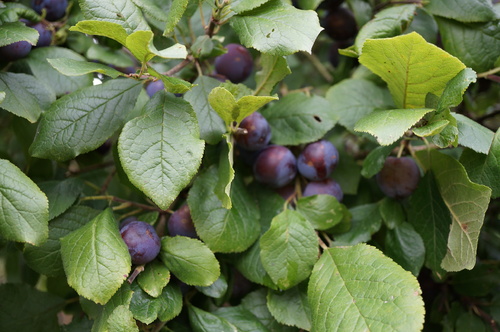 Des légumes et des fruits