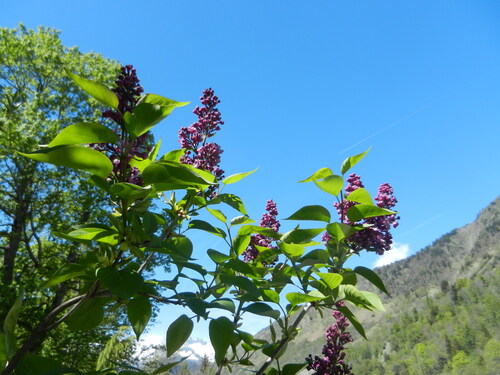 Les lilas