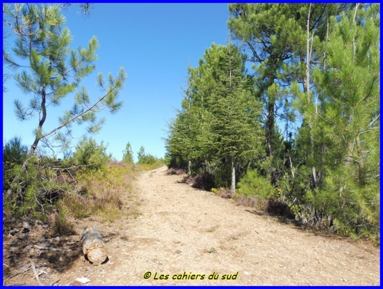 St Jean du Gard, le pic d'Arbousse