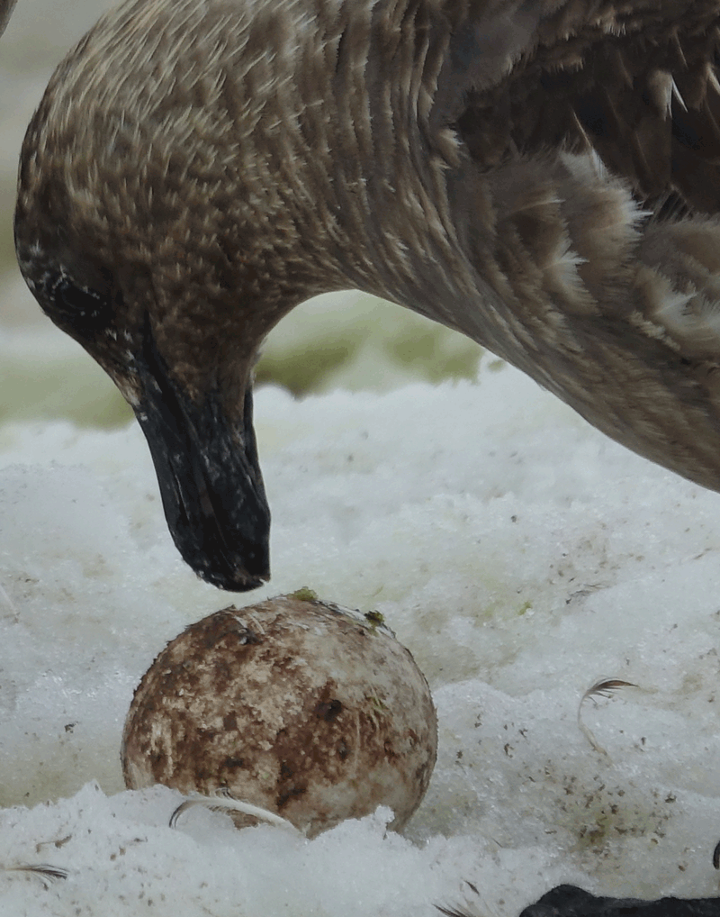 09/03/22 : nous débarquons sur Danco Island, située en face de la rocheuse Rongé Island, manchots papous et grands labbes (skuas) peuplent les lieux - Errera Channel - Antarctique