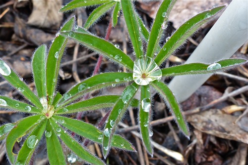 Larmes de lupins :