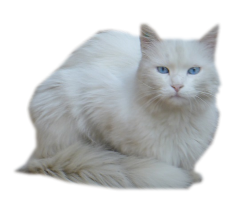 Tube chat blanc