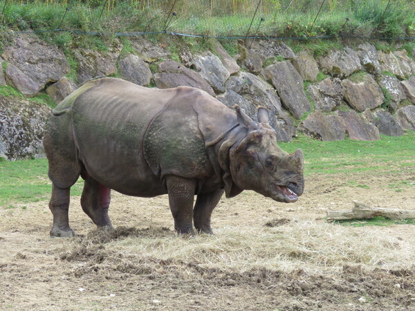 Zoo de Beauval (8).