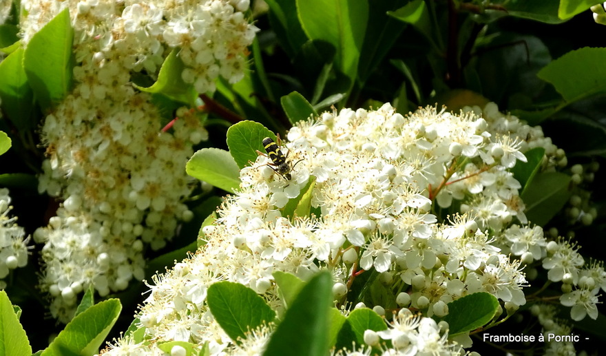 Insectes du Jardin en mai 2022