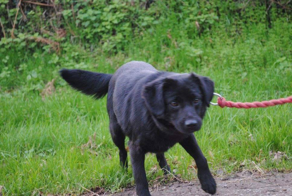 site de rencontre pour chien croisé