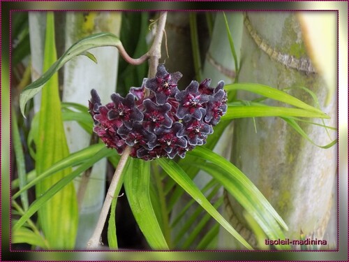 Hoya ou Fleur de porcelaine