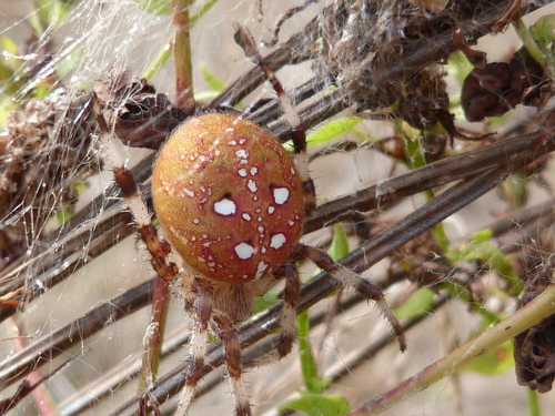 Araneus quadratus