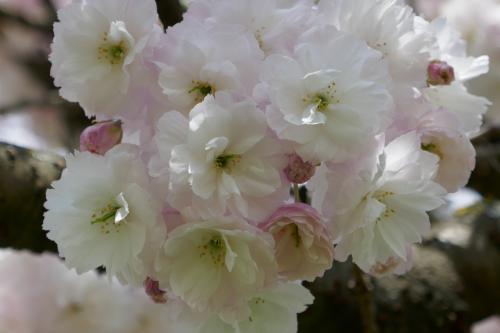 Le cartoscope du dimanche 4 décembre 2022