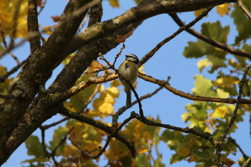 Mésange bleue