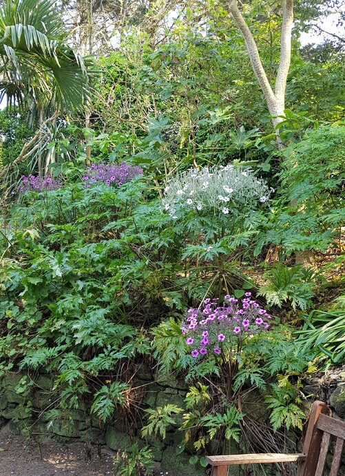 Une semaine à l'ile de Batz chez Zaza avec ma féline - Le jardin colonial - Des fleurs ici et là