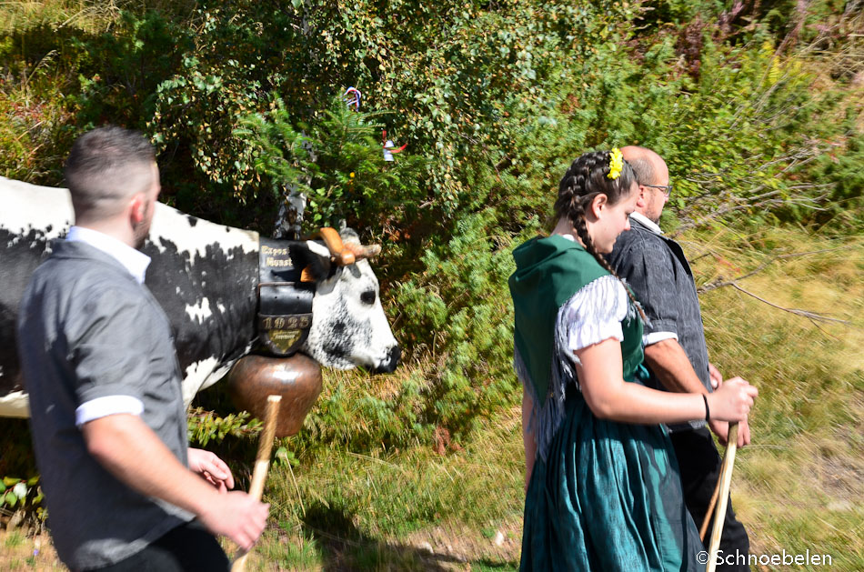 transhumance alsace vosges munster