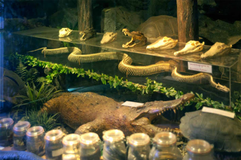  Dusit, un zoo au coeur de Bangkok - Le squelette d'un python