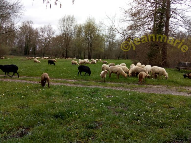 des Moutons a Sanches (Preignac) Gironde