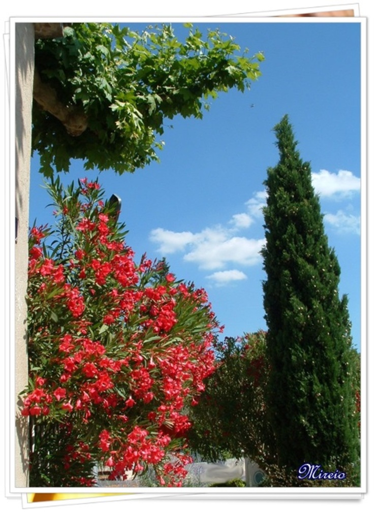 Roses, rouges ou blanc...?