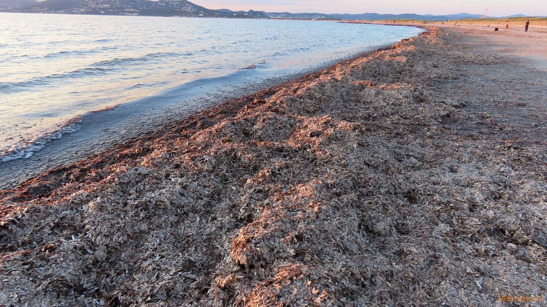 la presqu'île de Giens - 2