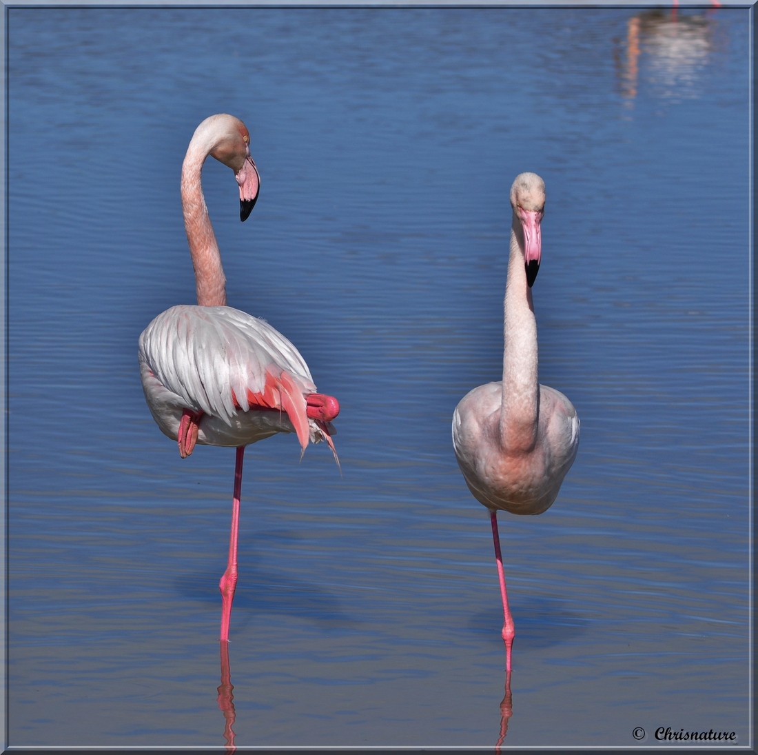 Flamant Rose