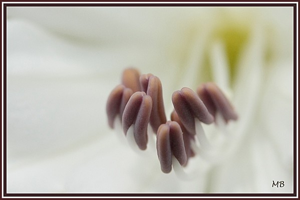 Fleur d'agapanthe : les étamines