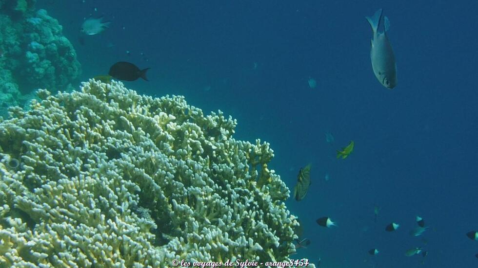 MARSA ALAM ÉGYPTE POISSONS 