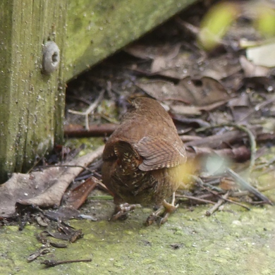 Portrait d'oiseau : le troglodyte mignon...