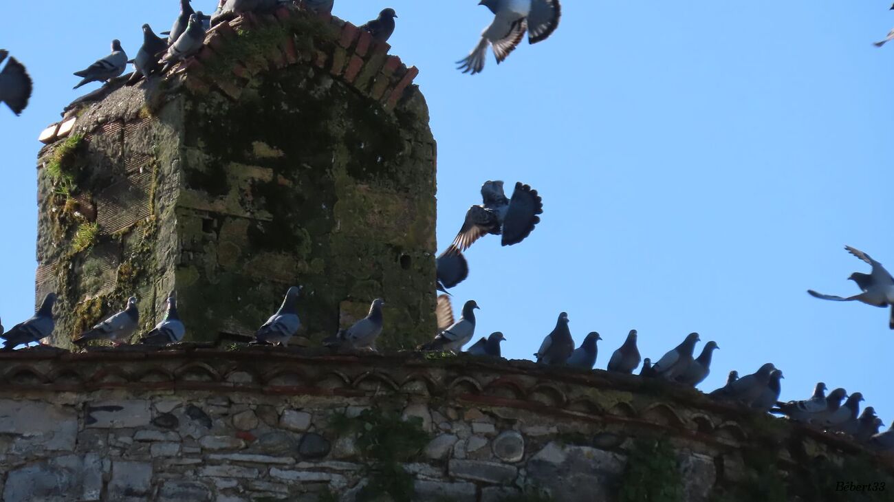 oiseaux à Sauveterre du Béarn